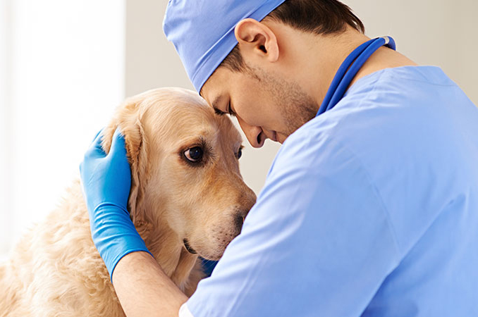 Cuidado de clínica veterinaria en Barcelona Centro de clínica veterinaria en Barcelona